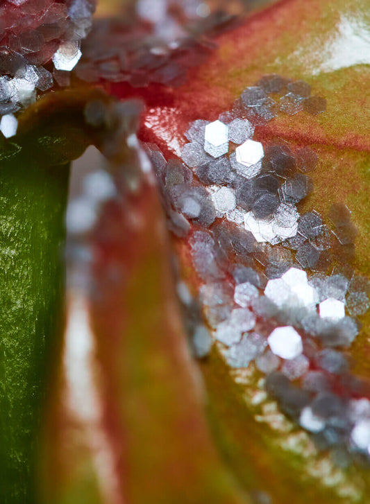 plastic-free glitter